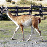 torres_del_paine_2.jpg