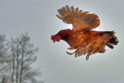 El vuelo más largo registrado de una gallina fue de 13 segundos.