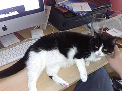 distracciones-cat