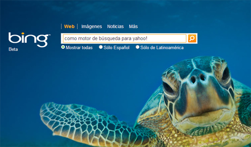 bing