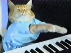 catcat