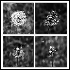 tres-partes