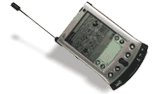 palm1